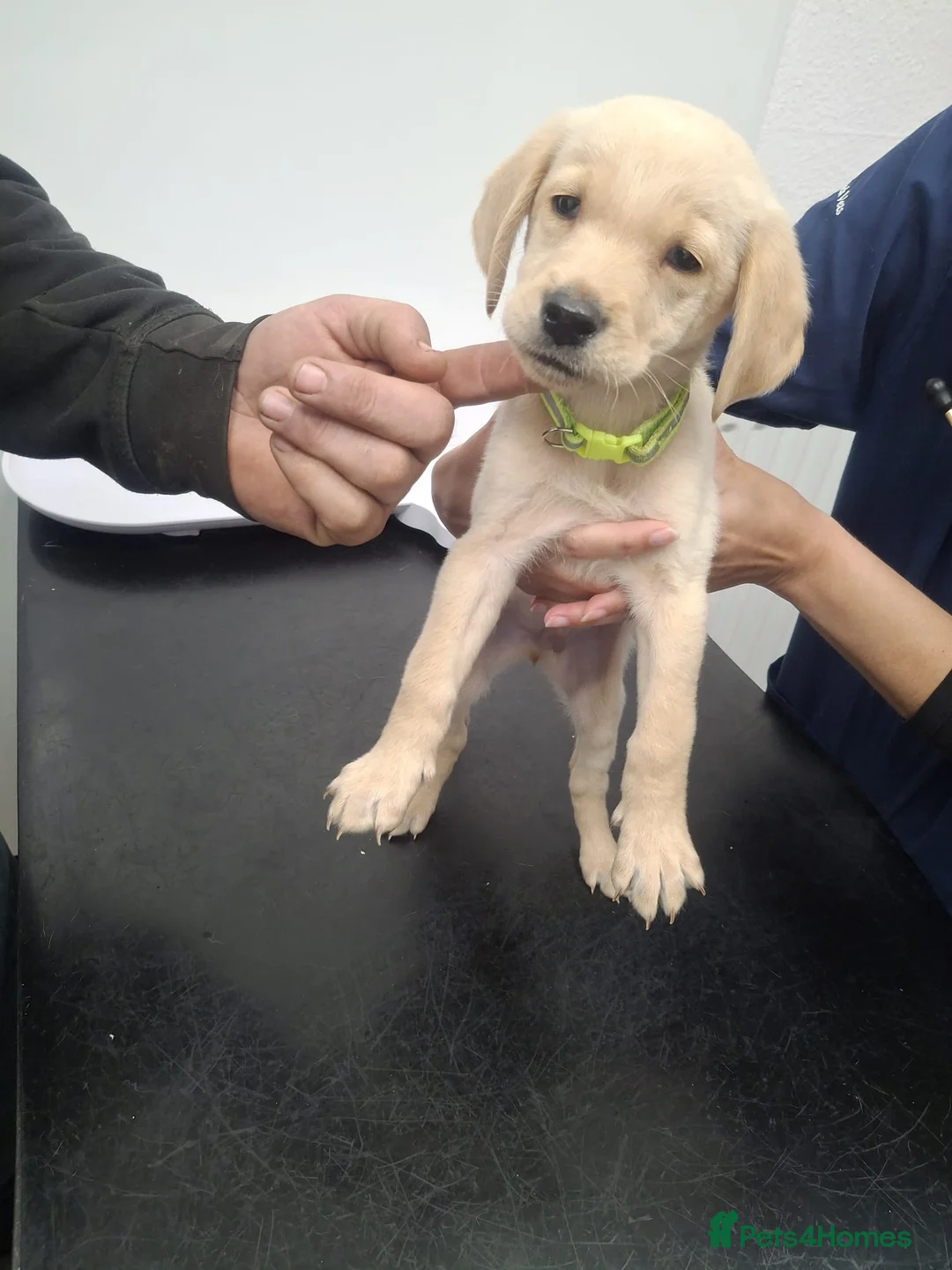 Labrador Retriever dogs for sale: Beautiful lab puppies - Advert 2