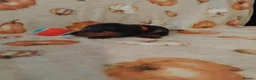 Miniature Dachshund dogs for sale: Miniat Dachshund puppy READY TO LEAVE  - Advert 24