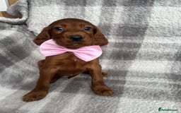 Irish Setter dogs for sale: Out standing litter of kc reg Irish setters - Image 4