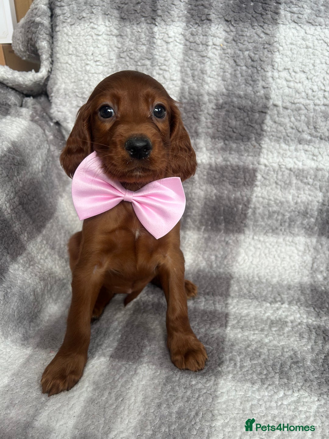 Irish Setter dogs for sale: Out standing litter of kc reg Irish setters - Image 4