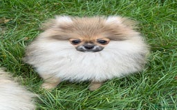 Pomeranian dogs for sale: Two tiny boys are looking for their home - Image 5