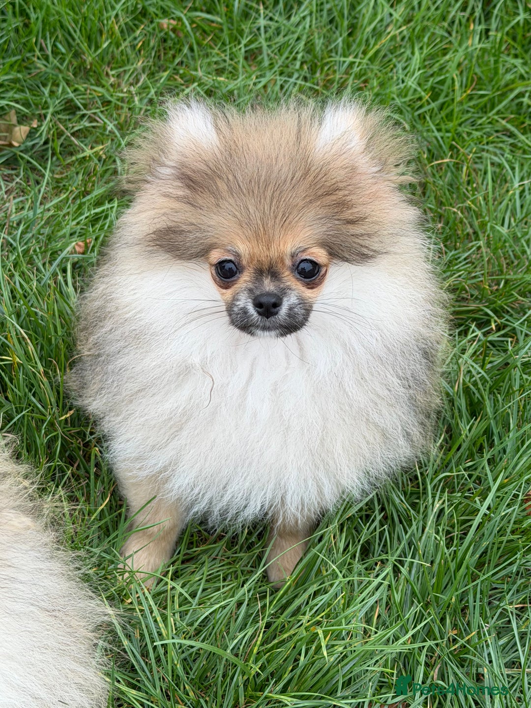 Pomeranian dogs for sale: Two tiny boys are looking for their home - Image 5