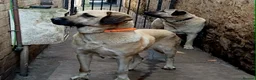 Turkish Kangal dogs for sale: FEMALE TURKISH KANGAL FOR SALE - Advert 6