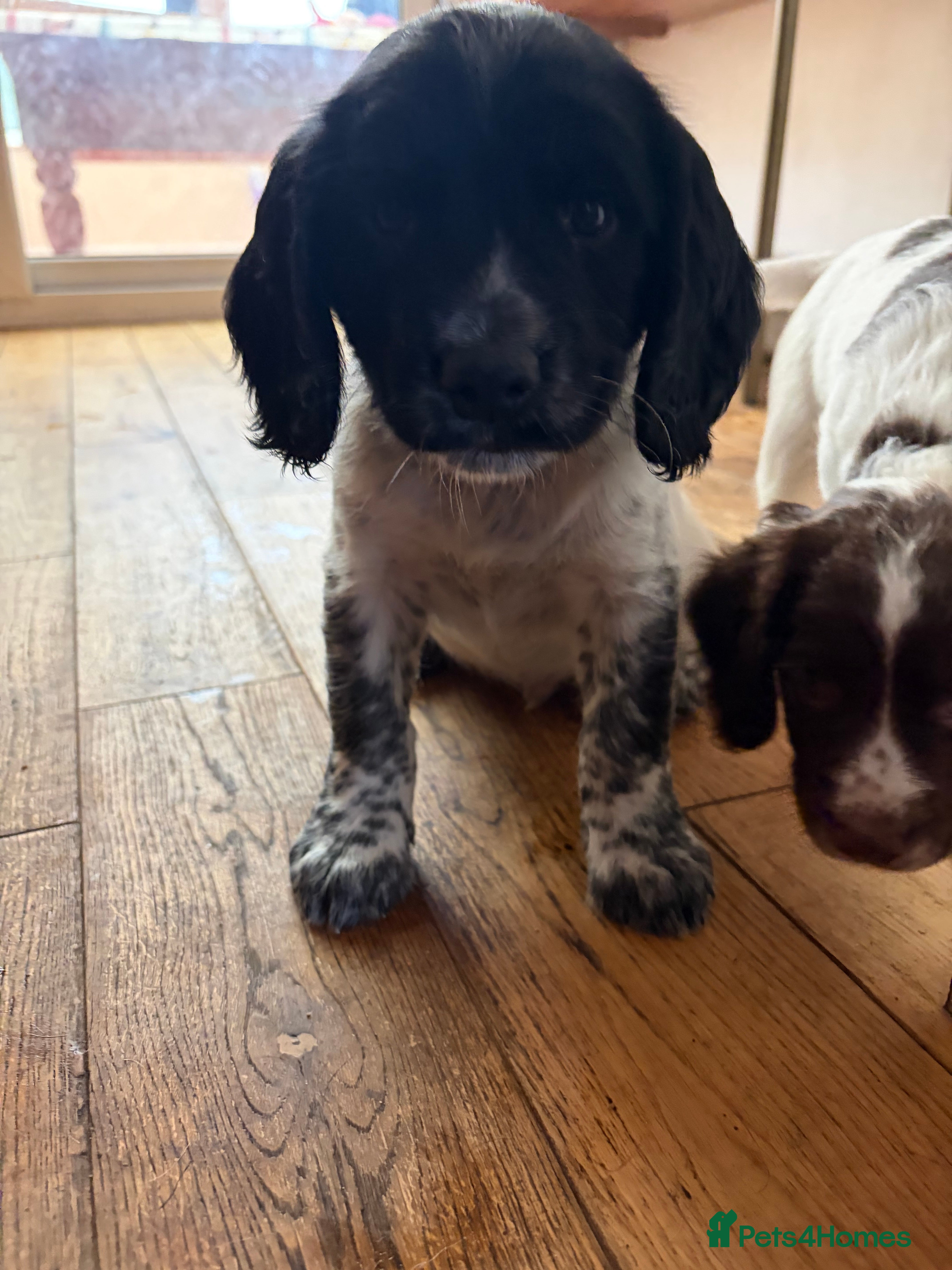Sprocker dogs Sprocker Spaniel Puppies for sale  - Advert 2