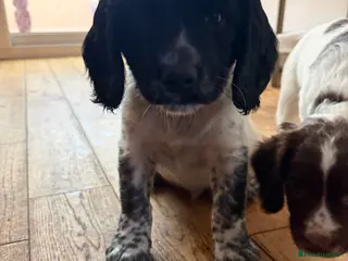 Sprocker dogs Sprocker Spaniel Puppies for sale - Advert 1