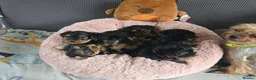 Yorkshire Terrier dogs for sale: 5 cute cuddly puppies looking for new loving homes - Advert 25