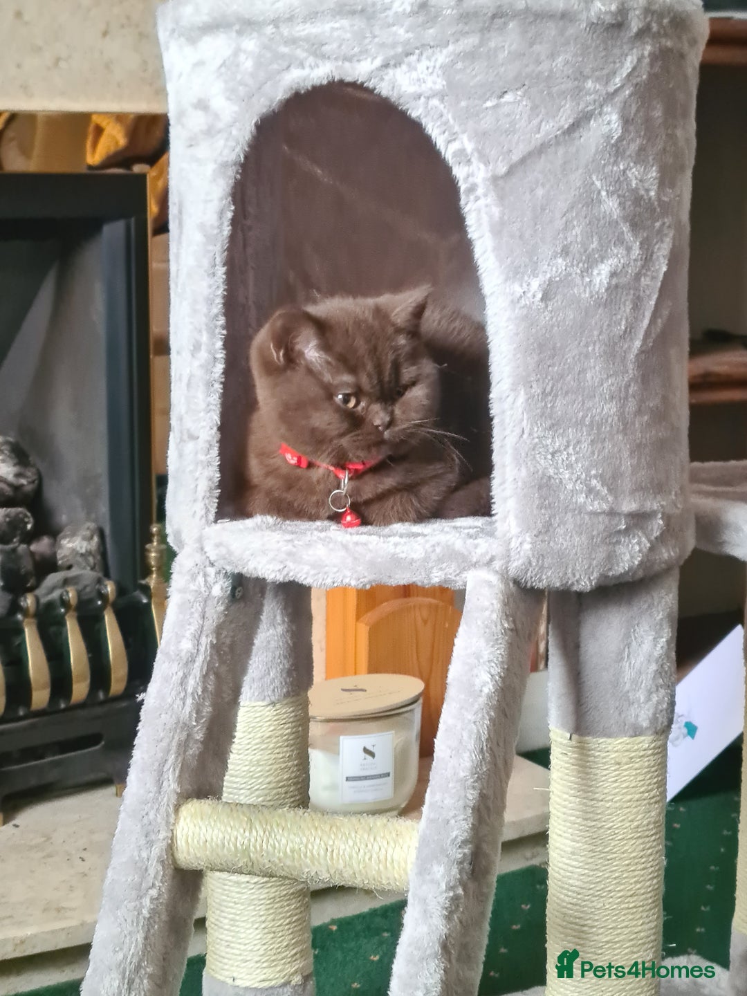 British Shorthair cats for sale: British Short-hair - Image 4