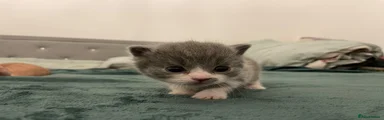 British Shorthair 2