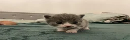 British Shorthair cats for sale: Beautiful British Shirt Hair Kittens - Advert 7