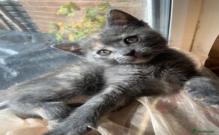 Domestic Shorthair cats - Advert 3