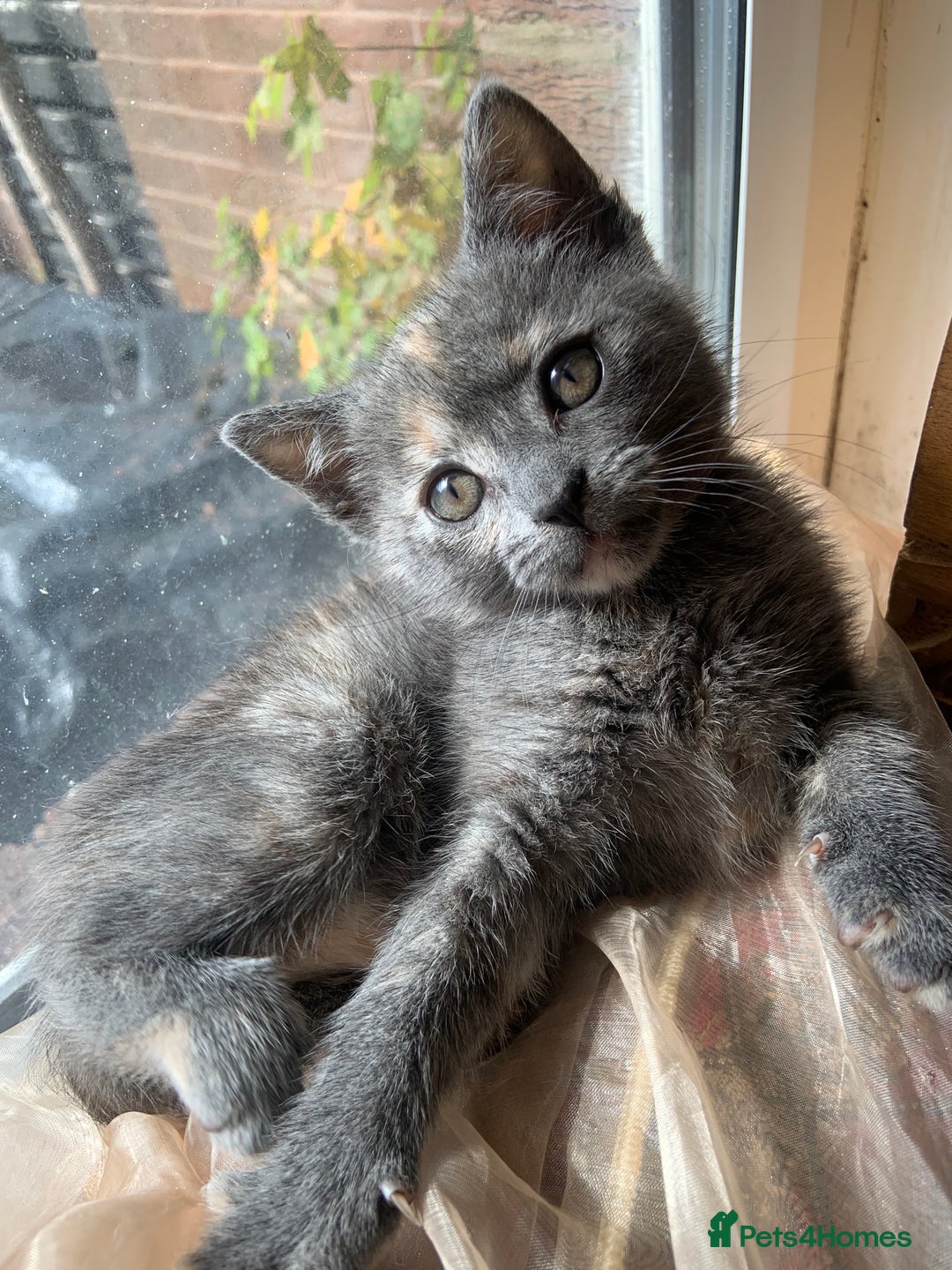 Domestic Shorthair cats for sale: Grey shorthair kitten - Image 1