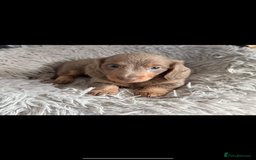 Miniature Dachshund dogs for sale: Longhaired miniature dachshund’s  - Image 4