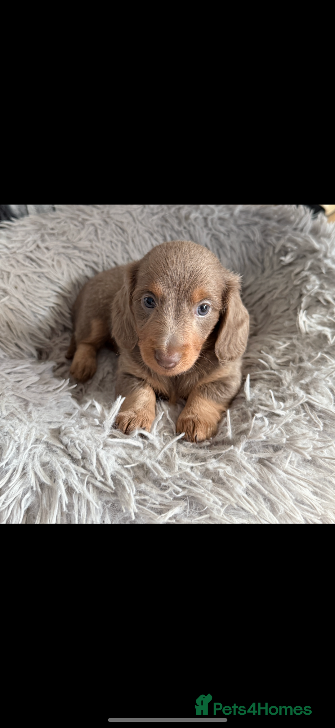 Miniature Dachshund dogs for sale: Longhaired miniature dachshund’s  - Image 4