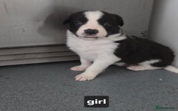 Borador dogs for sale: Borador Pups ready 5th October  - Image 7