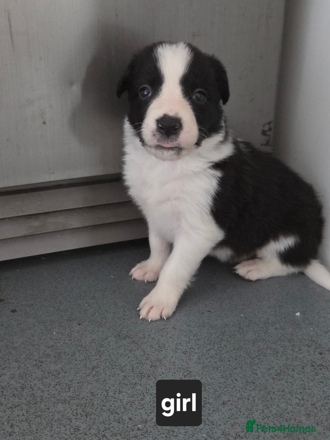 Borador dogs for sale: Borador Pups ready 5th October  - Image 7