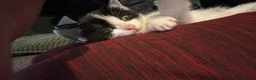 Mixed Breed cats for sale: Ready for new homes now  - Advert 12