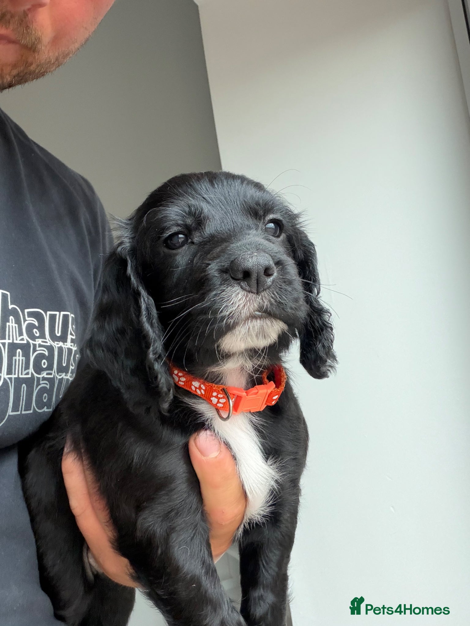 Cocker Spaniel dogs 1 beautiful boys left ⭐ cocker spaniels - Advert 2