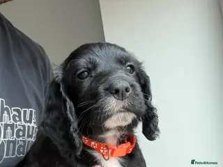 Cocker Spaniel dogs 1 beautiful boys left ⭐ cocker spaniels - Advert 2