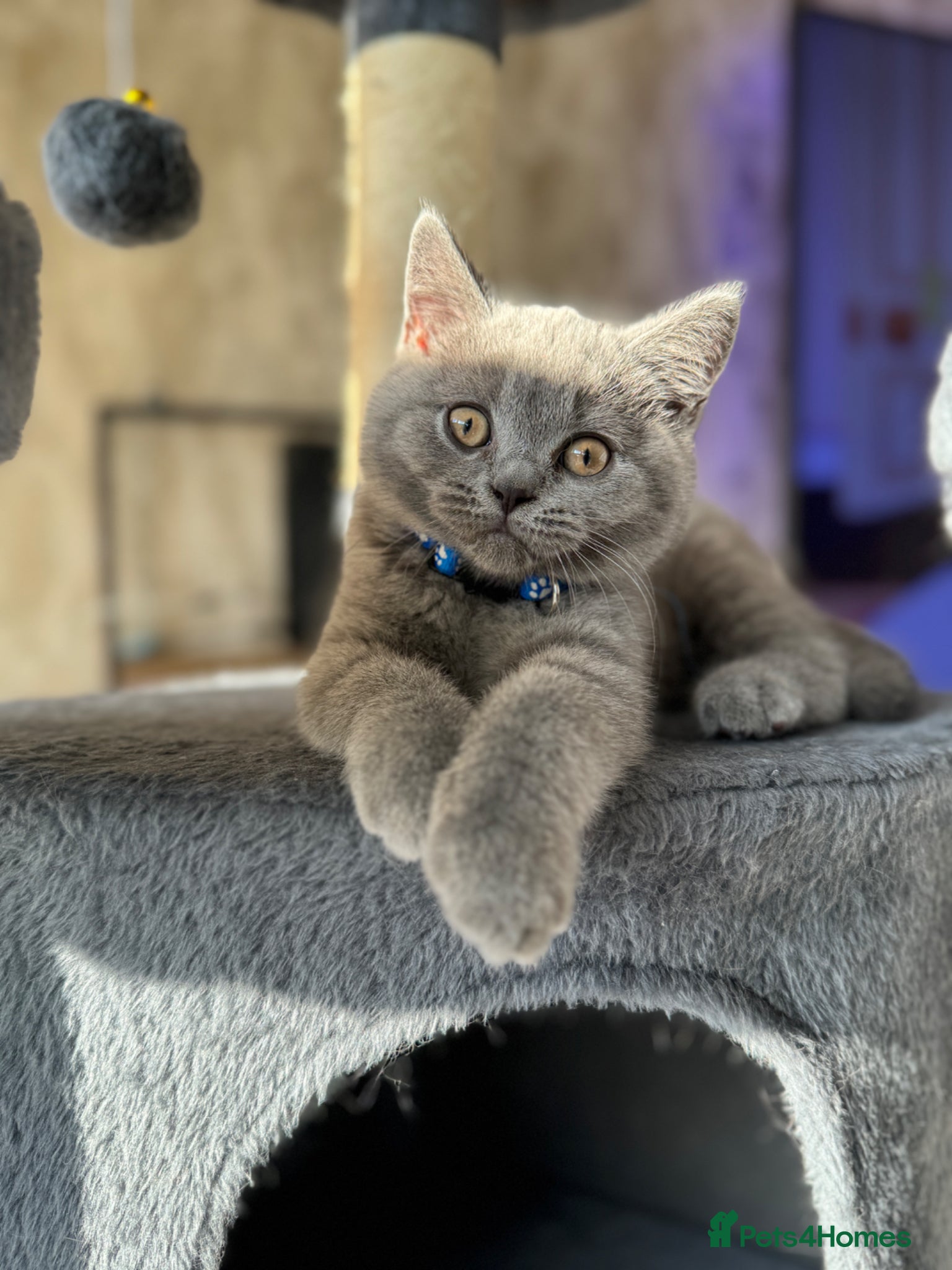 British Shorthair cats for sale: Beautiful British shorthair kittens  - Advert 33