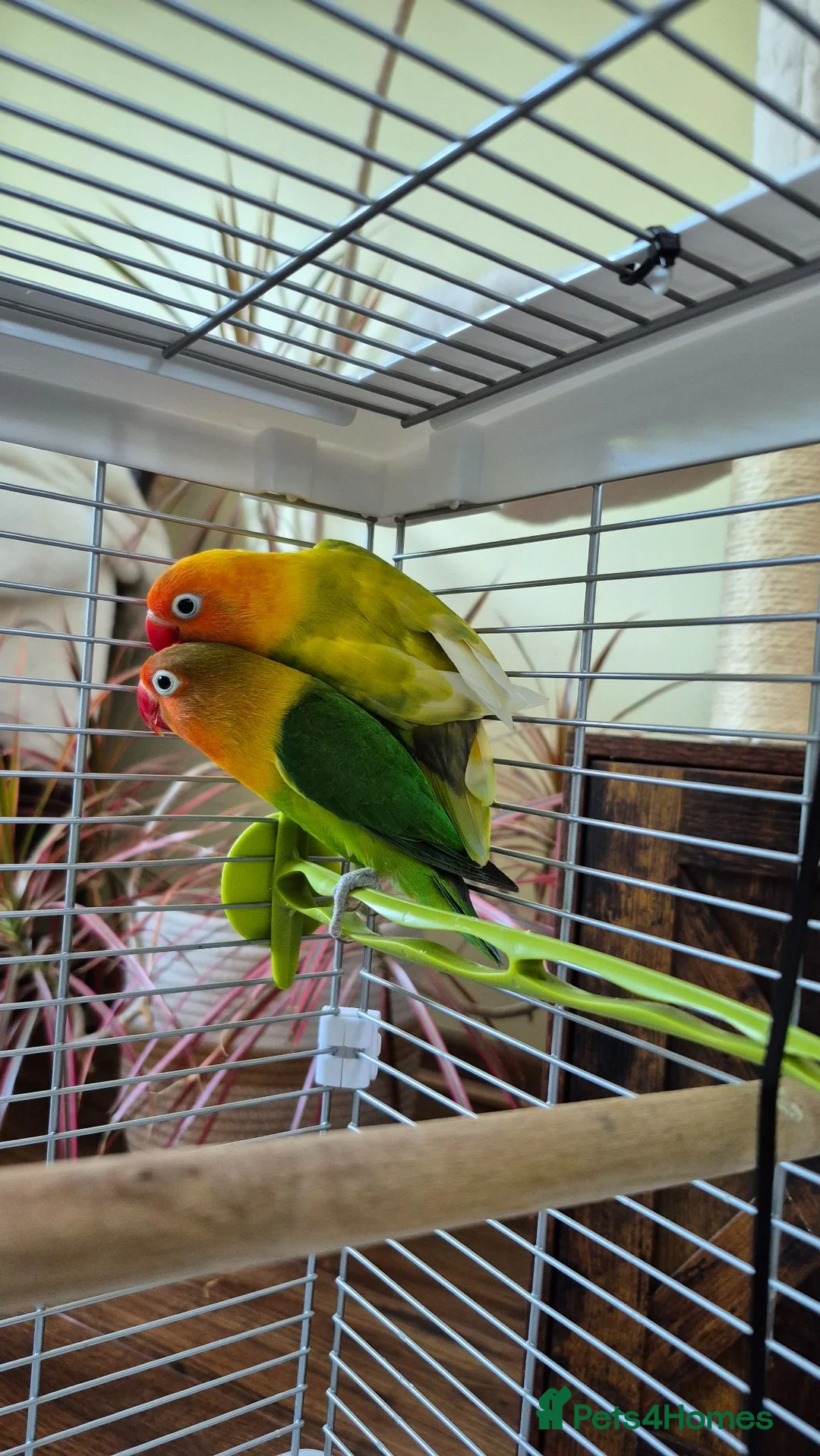 Lovebirds birds for sale: Two lovely Lovebirds.  in Hereford - Advert 2