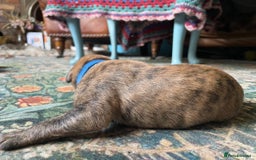 Lurcher dogs for sale: Quality Lurcher pups Deerhound/Grey Wheaten/Grey - Image 12