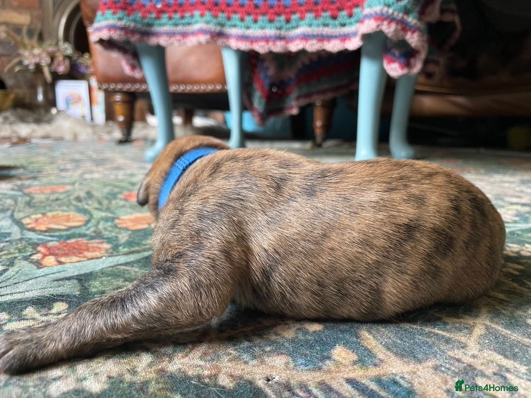 Lurcher dogs for sale: Quality Lurcher pups Deerhound/Grey Wheaten/Grey - Image 12