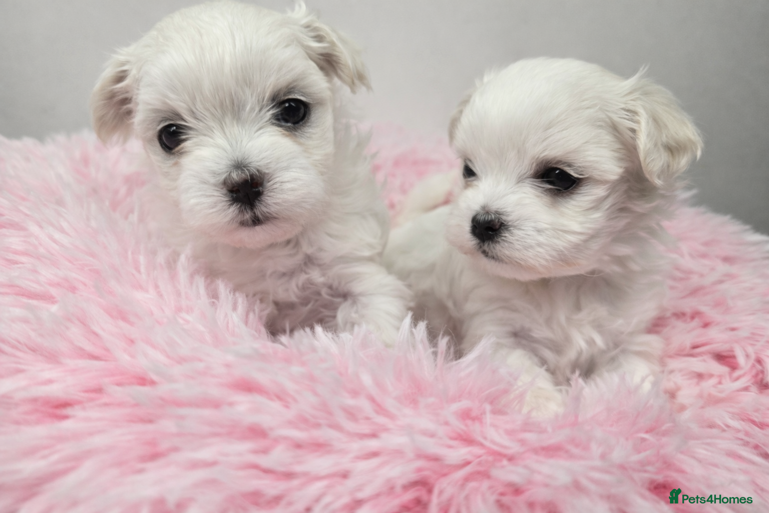 Maltese dogs FULL KOREAN BABY BOY READY NOW IN WEST LONDON - Advert 2