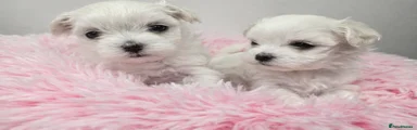 Maltese Puppy 3
