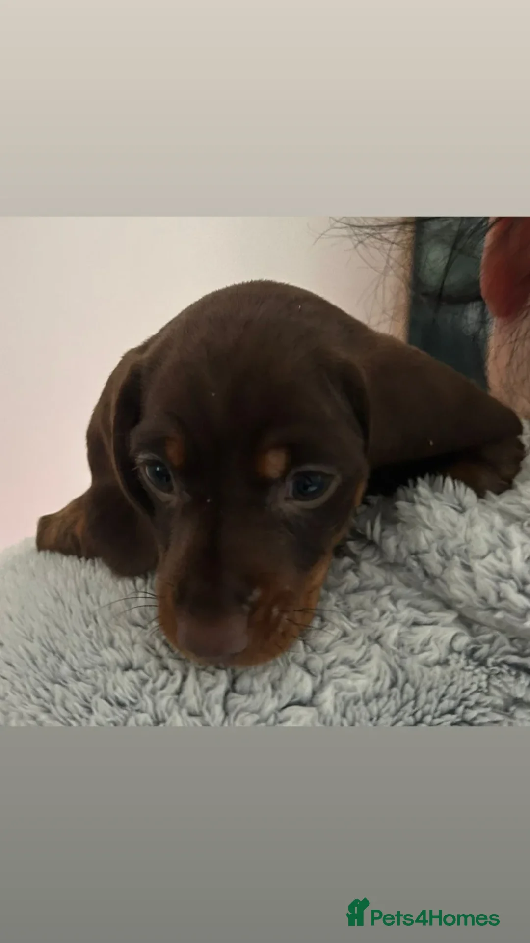 Dachshund dogs for sale: Dachshund puppies  - Advert 21