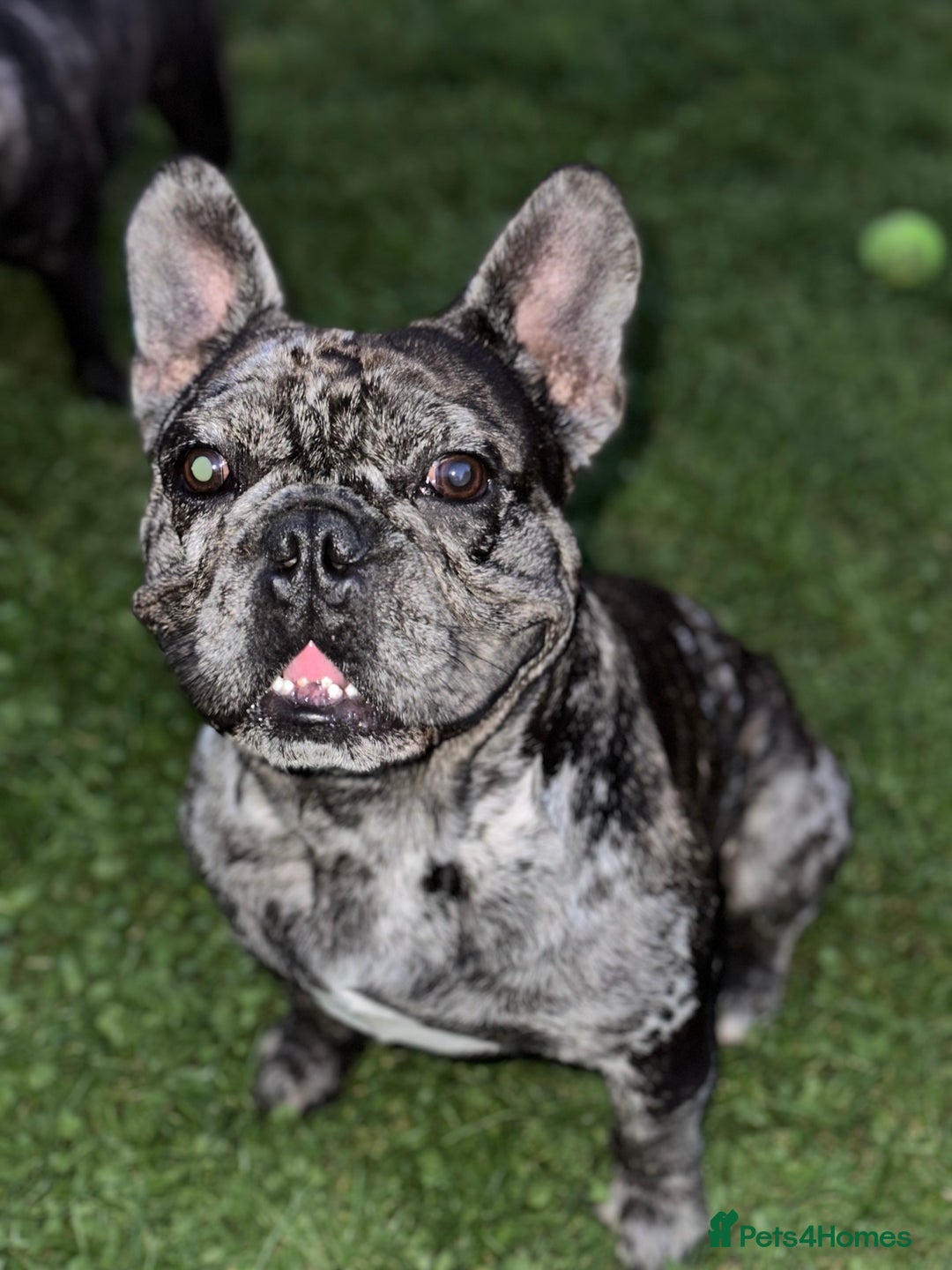 French Bulldog dogs for stud: 98% pure breed frenchie for stud  - Advert 1