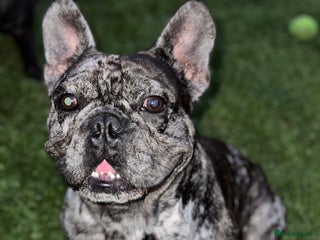 French Bulldog dogs 98% pure breed frenchie for stud - Advert 1