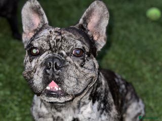 French Bulldog dogs 98% pure breed frenchie for stud - Advert 13