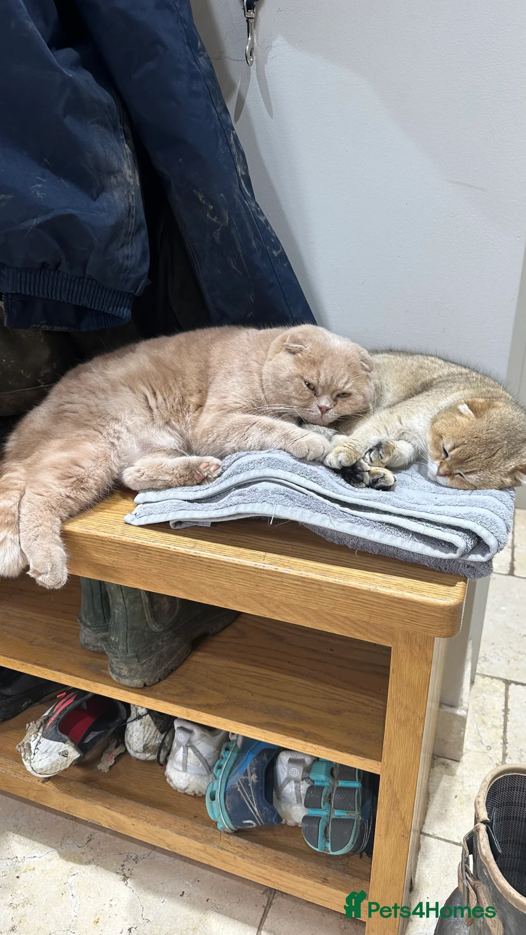 Scottish Fold cats for sale: Two gorgeous cats  - Advert 9