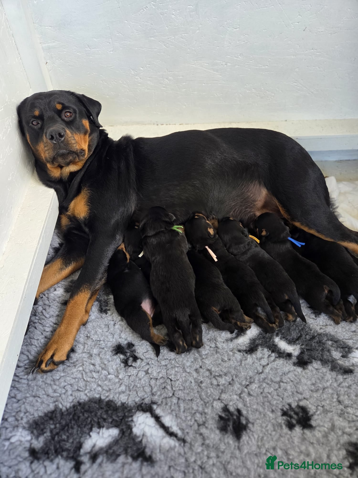 Rottweiler dogs Beautiful Rottweiler puppies!! - Advert 2