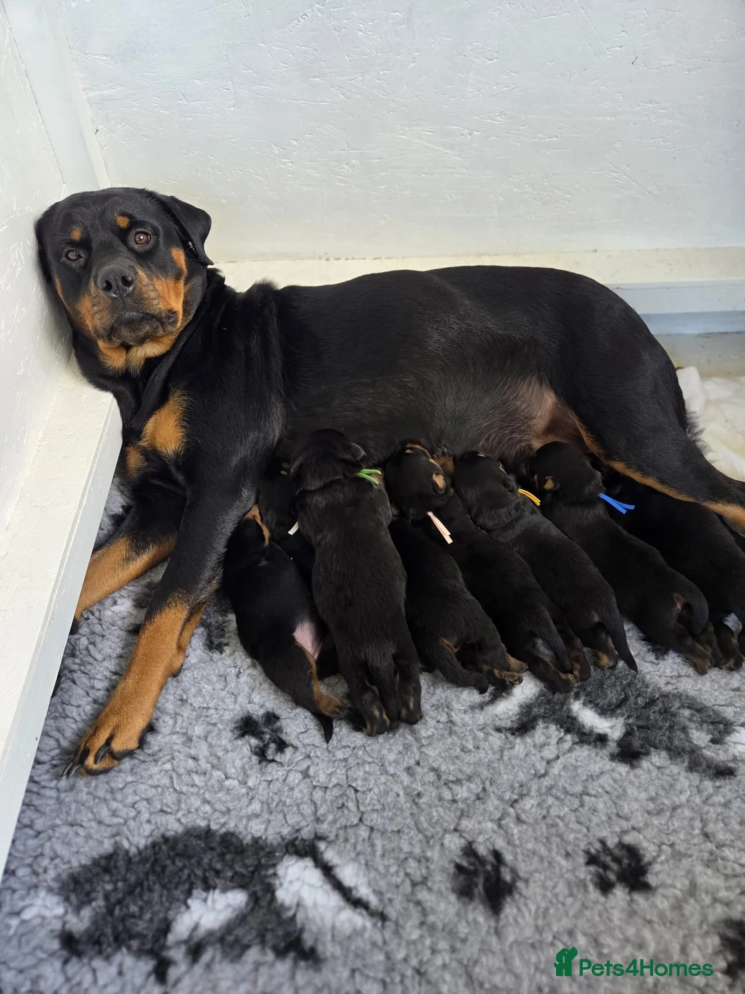 Rottweiler dogs for sale: Beautiful Rottweiler puppies!! in Thetford - Advert 1