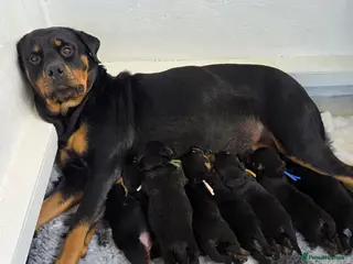 Rottweiler dogs Beautiful Rottweiler puppies!! - Advert 7