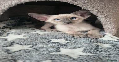 Oriental cats - Advert 8