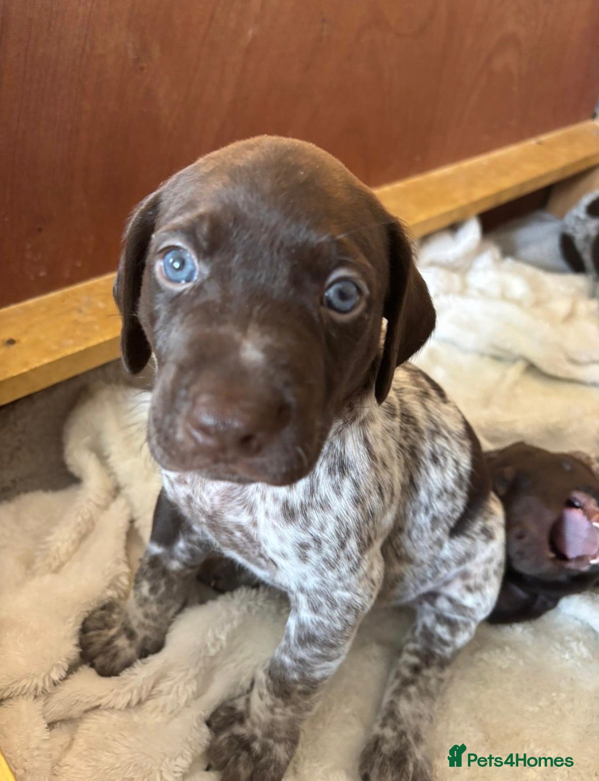 German Shorthaired Pointer dogs 🐾KC Registered German Shorthaired Pointer Puppies - Advert 8