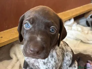 German Shorthaired Pointer dogs 🐾KC Registered German Shorthaired Pointer Puppies - Advert 6