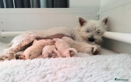 West Highland Terrier dogs for stud: Stud.. in Greenock - Image 19