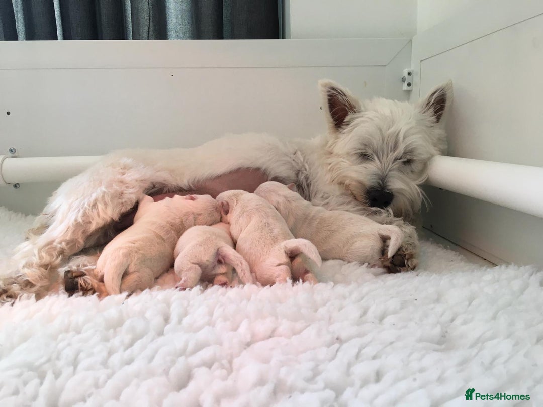 West Highland Terrier dogs for stud: Stud.. in Greenock - Image 19
