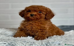 Maltipoo dogs for sale: Beautiful Best Friends Maltipoo toy puppies - Image 12