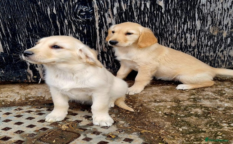 Golden Retriever dogs - Advert 4