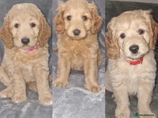 Cockapoo dogs (Reduced) Beautiful F1b Cockapoo Puppies For Sale - Advert 3