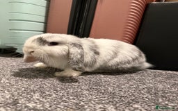 Mini Lop rabbits for sale: Bonded mini lop siblings, 4months old. - Image 3