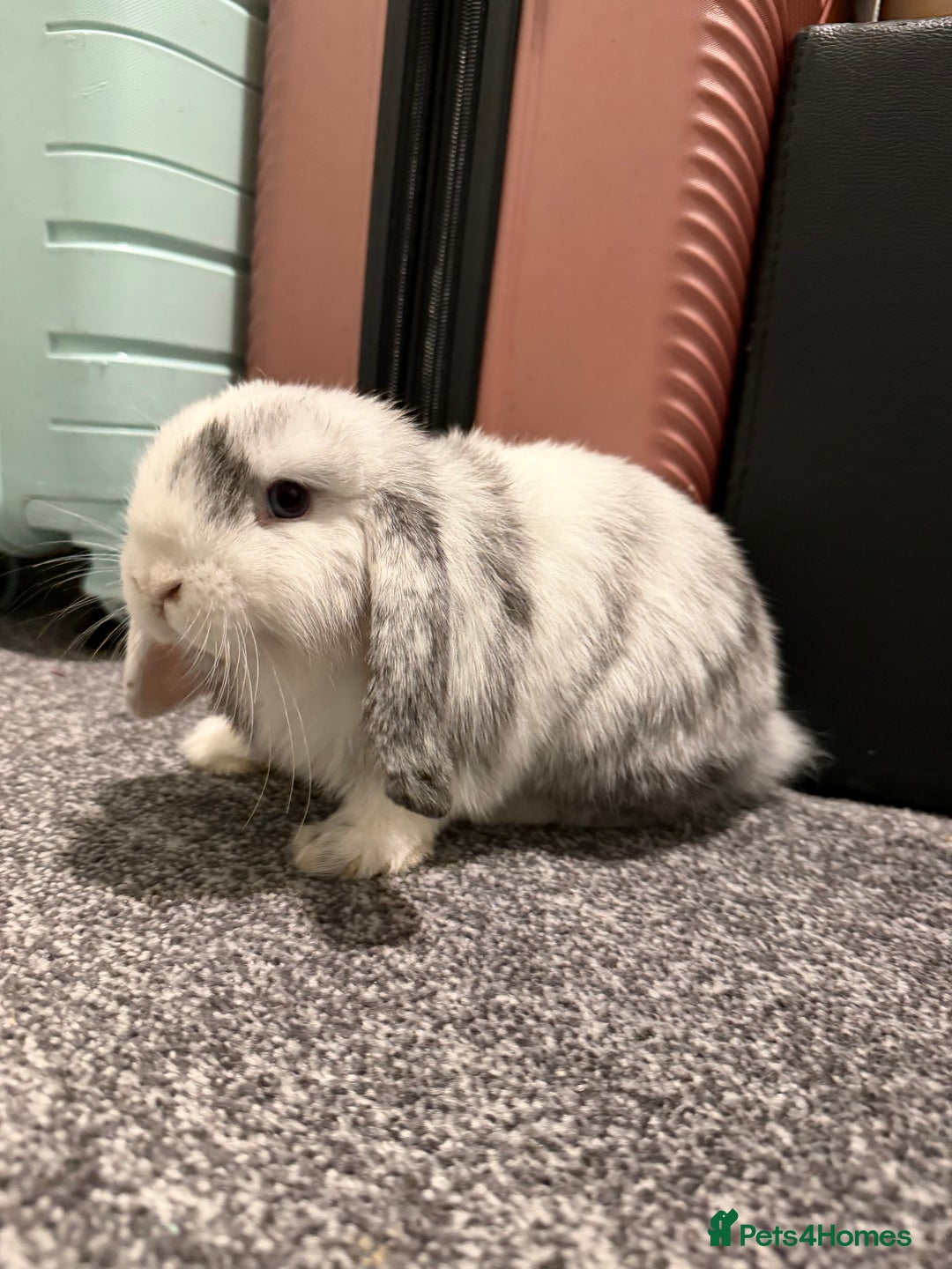 Mini Lop rabbits for sale: Bonded mini lop siblings, 4months old. - Image 3
