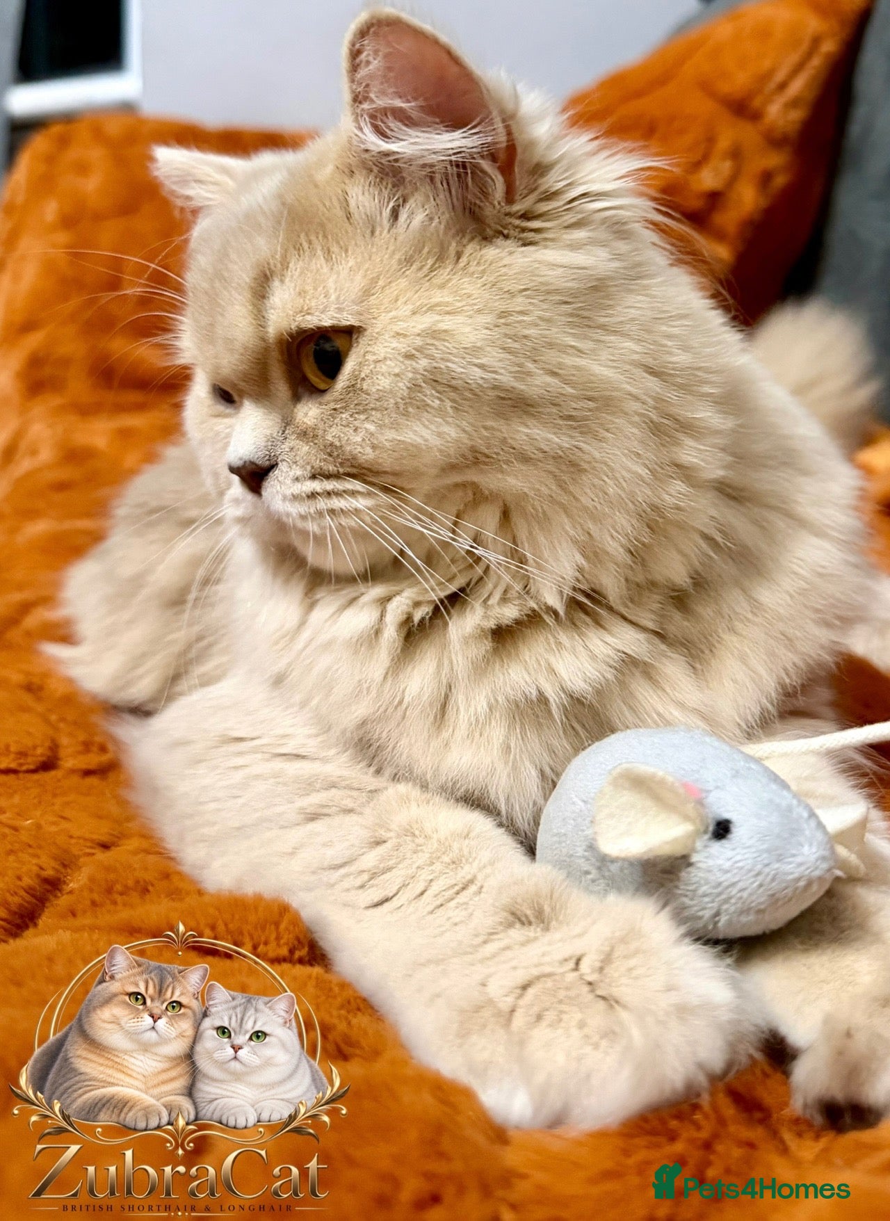 British Longhair cats British Longhair 🎀 - Advert 3