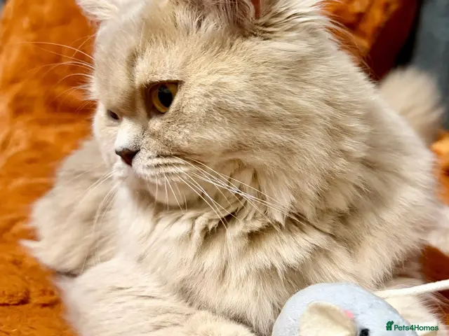 British Longhair cats British Longhair 🎀 - Advert 3