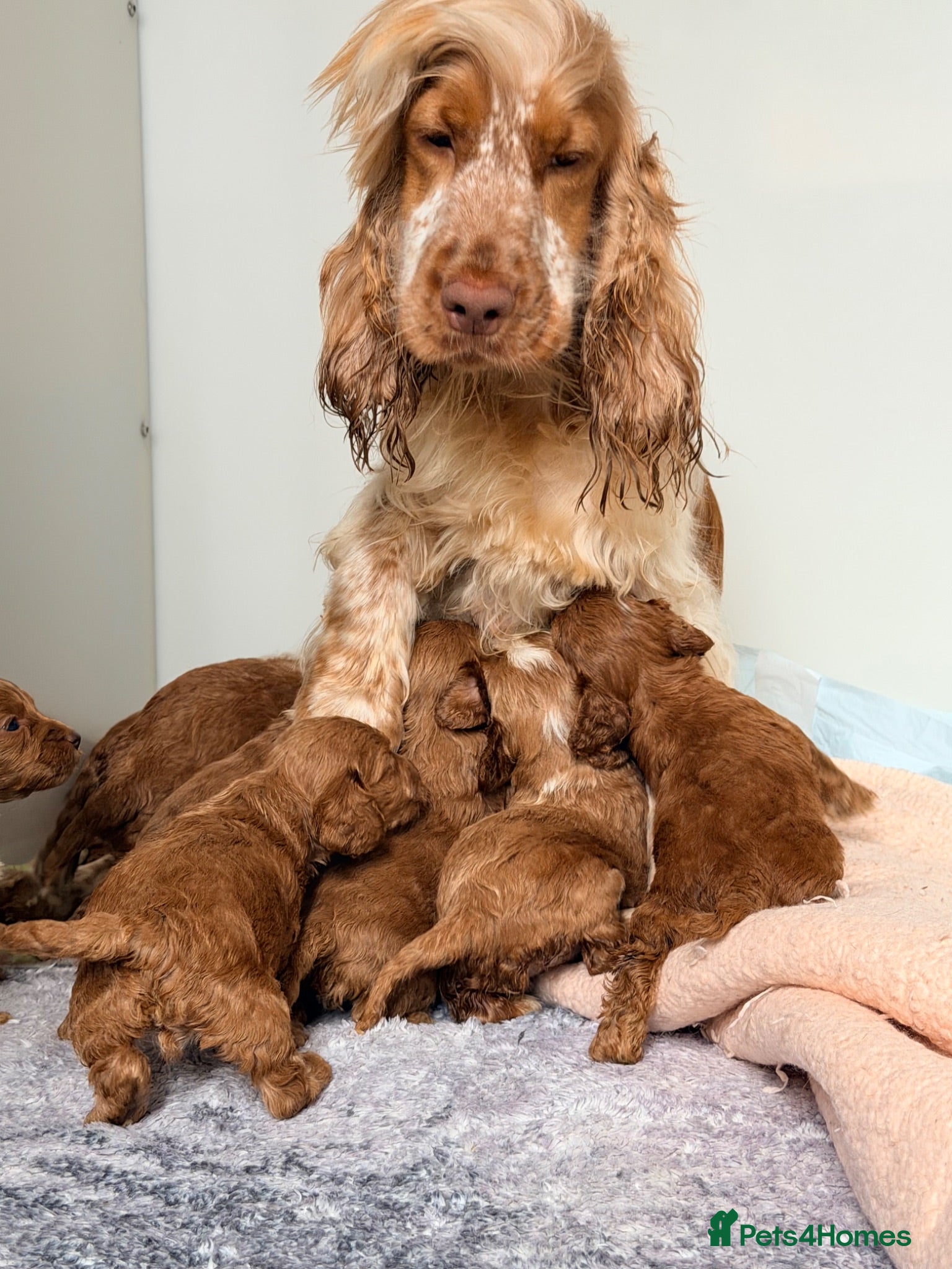 Cockapoo dogs ⚜️🌸Lady Whistledown Cockapoos🌸⚜️ - Advert 2