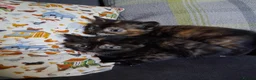 Mixed Breed cats for sale: Mixed colour/ price kittens looking for 5* home - Advert 5